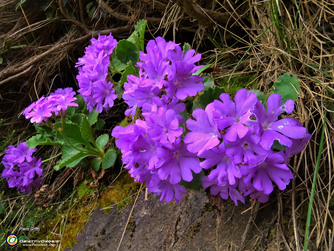 24 Primule irsute (Primula hirsuta).JPG